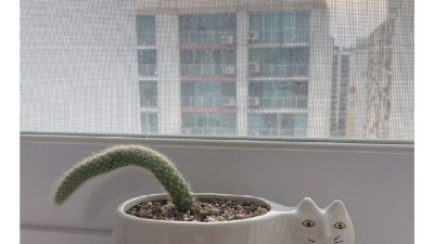 펌) 방치된 선인장 잘 자란다...