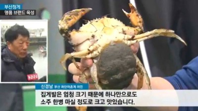 현재 외래종 때문에 난리라는 부산 근황