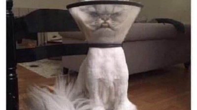 친구가 웃지 말라고 보내준 자기 고양이 사진