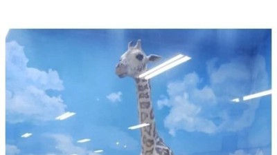 국내에서 소멸되어 간다는 박제 기술
