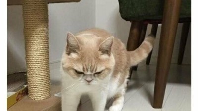 고양이 외모 유형