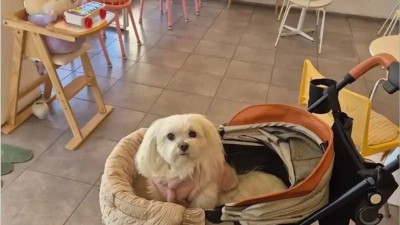 비숑이나 푸들을 싫어하는 개
