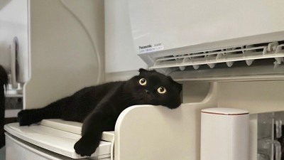 여름철 고양이 특징.