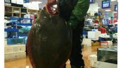 광어 한마리에 68만원