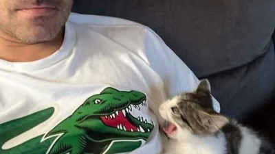 악어랑 싸우는 고양이