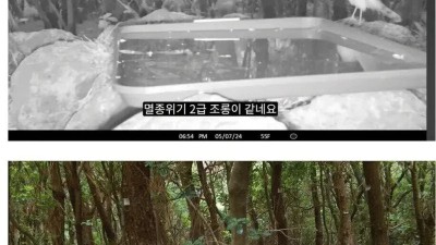 마라도 탐조를 위해 설치한 물그릇 관찰 카메라에 포착된 외래종