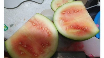 아빠의 수박고르기 실력