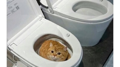 싱글벙글 고양이 모음집.jpg