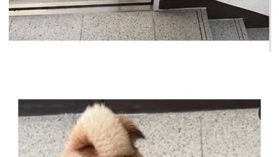엘베 점검에 화난 강아지