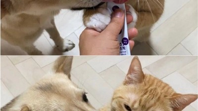 강아지와 고양이 혀 크기 차이.jpg